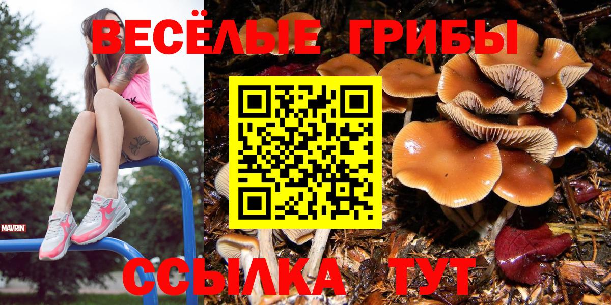 даркнет сайт  Вход с VPN  Сибай  Псилоцибиновые грибы Psilocybe  Галлюциногенные грибы Cubensis 